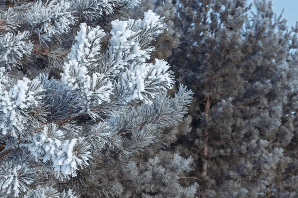 雪の中でブルー スプルースの枝 青いもみふわふわ霜 クリスマスの精神 お祝いクリスマス背景 — ストック写真