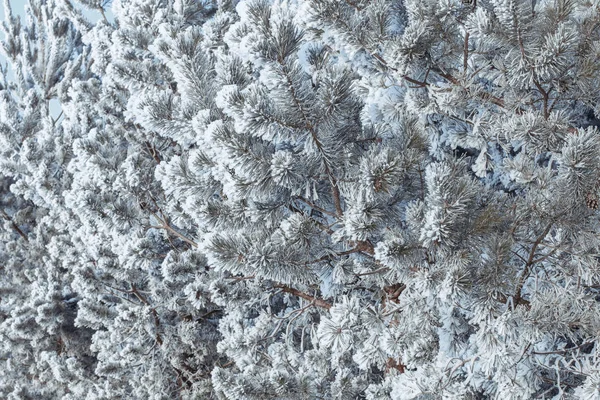 Blue Spruce Branches Snow Fluffy Frost Blue Firs Christmas Spirit — Stock Photo, Image