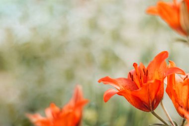 Lilium bulbiferum, yaygın adıyla turuncu zambak, ateş zambağı ve kaplan zambağı. Turuncu zambakları kapatın. Bir yıldız şeklinde portakal çiçekleri. Metin için yeri olan çiçek tebrik kartı.