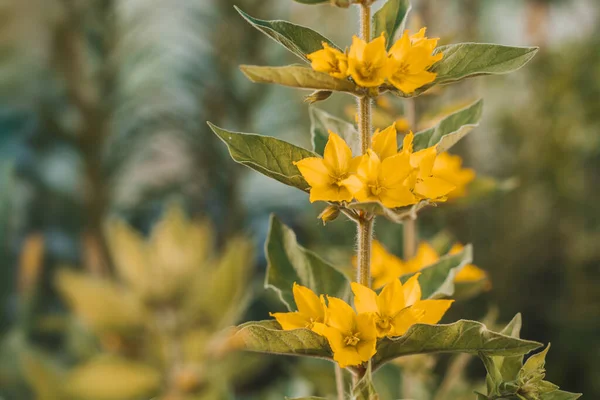 리시 마키아스푸 타타 (Lysimachia punctata, 점선 부락, 큰 노란 풀, 얼룩 풀, 얼룩이 있는 풀 ) 는 프리 다 과에 속하는 현화식물이다. 정원이나 들판에서 피는 노란 꽃들. — 스톡 사진