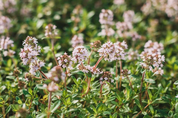 심 머스 펭귄가 리스 (Thymus vulgaris, Common Thyme, Garden thyme, Wild Thyme, German Thyme) 는 연분홍색 꽃이 피는 품종이다. 민달팽이 과 (Lamiaceae). 요리, 의약품, 장식용 의용도. — 스톡 사진