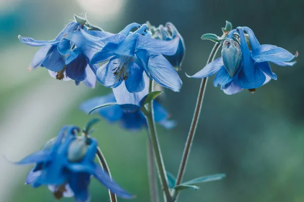 청록색 꽃을 피우고 있다. 스프링 가든의아 퀼 레기아 혹은 콜럼 바인. ( 영어 ) Ranunculaceae. 라 푼 쿨라를 주문 해. 속씨식물 (Thalictroideae). 가까이 있는 푸른 꽃처럼 푸른 꽃들. — 스톡 사진