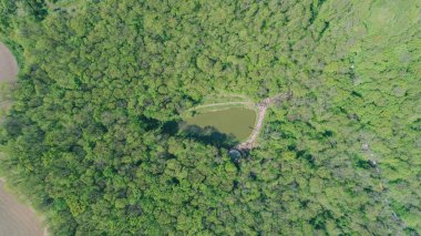Havadan görünümü göl ormanın içinde. Hava fotoğrafçılığı yeşil ağaçlar. Doğa. Manzara. Seyahat eder. Ukrayna. Bahar.
