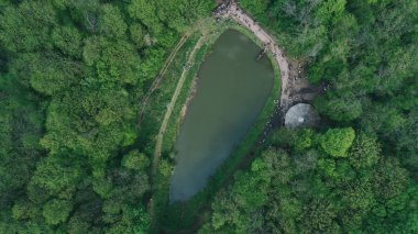 Havadan görünümü göl ormanın içinde. Hava fotoğrafçılığı yeşil ağaçlar. Doğa. Manzara. Seyahat eder. Ukrayna. Bahar.