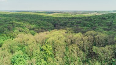 Havadan görünümü orman. Hava fotoğrafçılığı yeşil ağaçlar. Doğa. Manzara. Seyahat eder. Ukrayna. Bahar.