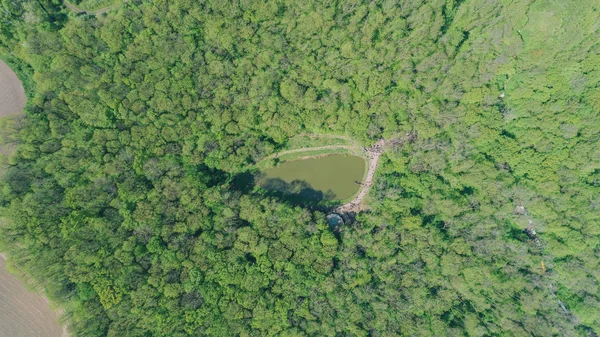 Havadan görünümü göl ormanın içinde. Hava fotoğrafçılığı yeşil ağaçlar. Doğa. Manzara. Seyahat eder. Ukrayna. Bahar.