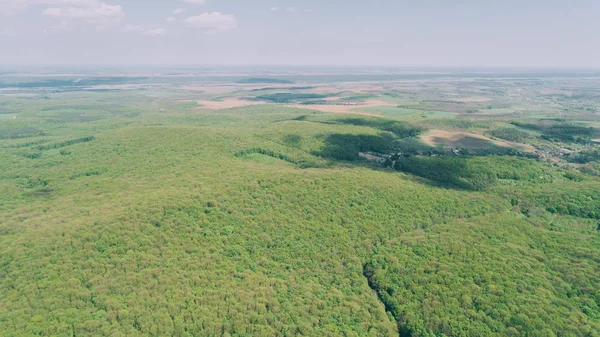 Flygfoto Över Skogen Flygfotografering Gröna Träd Naturen Landskap Resor Ukraina — Stockfoto