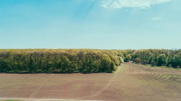 Flygfoto Över Träden Fältet Flygfotografering Himlen Naturen Landskap Resor Ukraina — Stockfoto