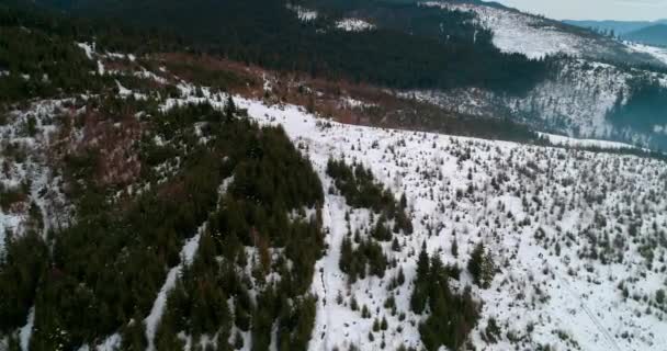 Dağlarda Ormanın Havadan Görünümü Yeşil Ağaçlar Kar Kış Gri Gökyüzü — Stok video