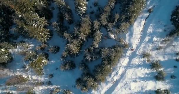 Luchtfoto Van Sneeuw Bomen Winter Boekovel Oekraïne — Stockvideo