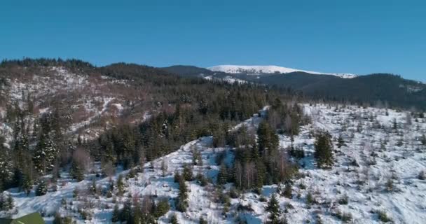 Vista Aérea Las Montañas Cárpatos Bosque Árboles Nieve Invierno Bukovel — Vídeos de Stock