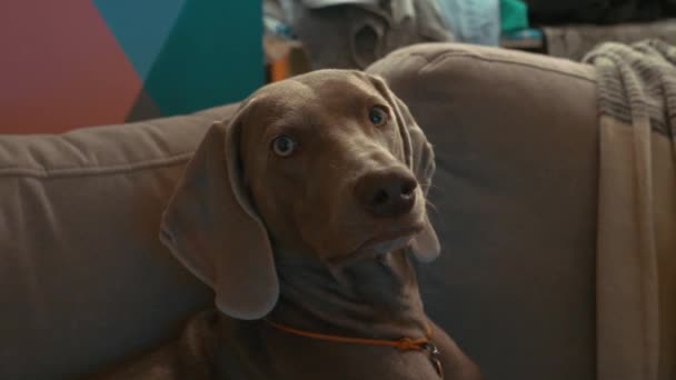 Close Van Een Mooie Hond Liggend Bank Zoek Naar Camera — Stockvideo