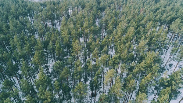 Letecký Pohled Stromy Lese Zasněžené Zimní — Stock fotografie