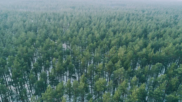 Vue Aérienne Des Arbres Dans Forêt Enneigée Hiver — Photo