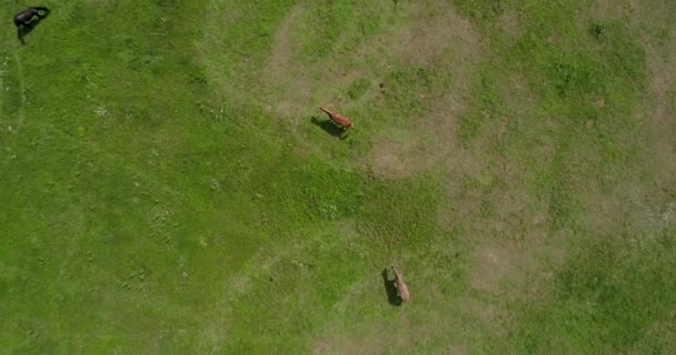 Översta Flygfoto Över Grupp Hästar Hästar Som Betar Fält Grönt — Stockvideo