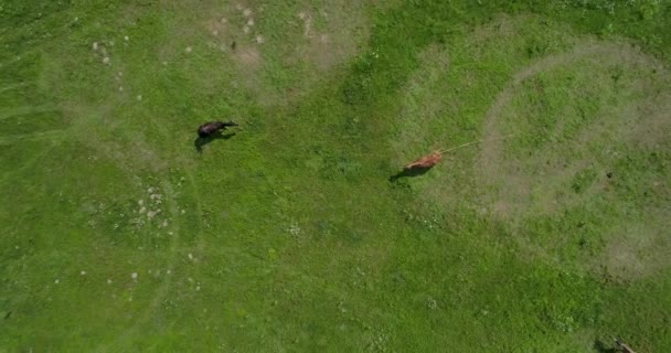フィールド 緑の草 夏放牧の馬の馬のグループの空中の平面図です 鳥の目を見る 国立民俗博物館建築 Pirogovo ウクライナの生活 ドローン映像 — ストック動画