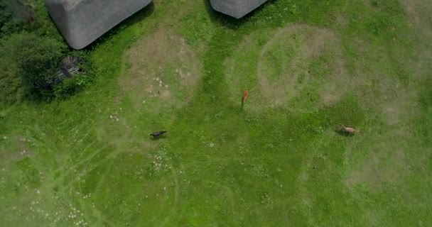 Vue Aérienne Dessus Groupe Chevaux Pâturage Chevaux Dans Champ Herbe — Video