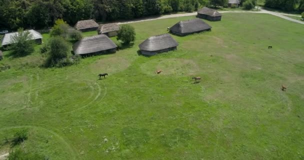 鸟图上有一群马 马在田野里吃草 木制的老房子 乌克兰国家民间建筑和生活博物馆 皮罗戈沃 — 图库视频影像