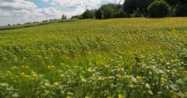 Ayçiçeği tarlası üzerinde uçan. Havadan görünümü ayçiçeği yazın güneşli havalarda. Ayçiçek yağı. Mavi gökyüzü. Yeşil yaprakları ve sarı çiçekler. Tohumları. 4 k dron görüntüleri