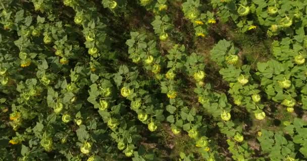 Vue Dessus Sur Champ Tournesol Depuis Drone Vue Aérienne Sur — Video