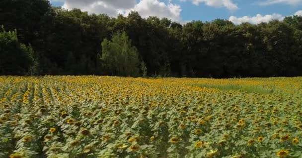 Survoler le champ de tournesols. Vue aérienne des tournesols en été par temps ensoleillé. Huile de tournesol. Feuilles vertes et fleurs jaunes. Des graines. Images de drone 4K 