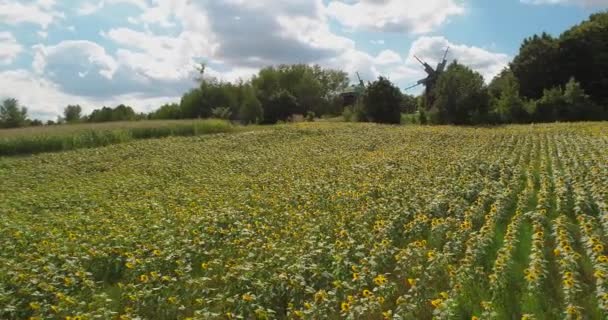 Voando Sobre Campo Girassóis Vista Aérea Girassóis Verão Tempo Ensolarado — Vídeo de Stock