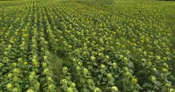 飞越向日葵的田野 阳光明媚的天气 夏天可以看到向日葵的鸟图 向日葵油 绿叶和黄色花朵 无人机画面 — 图库视频影像
