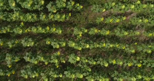 Bovenaanzicht Zonnebloem Veld Uit Drone Luchtfoto Het Veld Van Jonge — Stockvideo