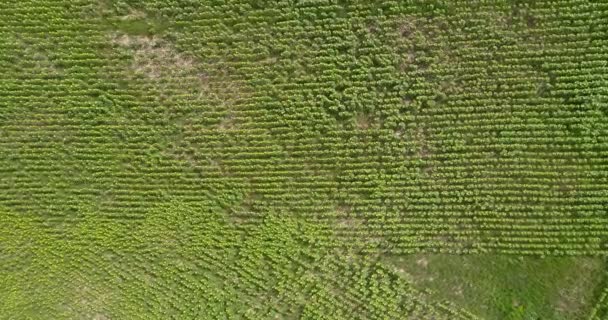 ドローンからひまわり畑の平面図です 若いヒマワリのフィールドの空中写真 晴れた日 栽培作物のフィールド以上のフライト 緑の葉と黄色の花 — ストック動画