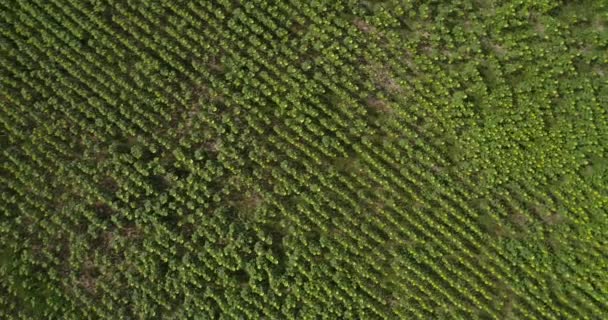 Pohled Shora Poli Slunečnice Dron Letecký Pohled Pole Mladých Slunečnice — Stock video