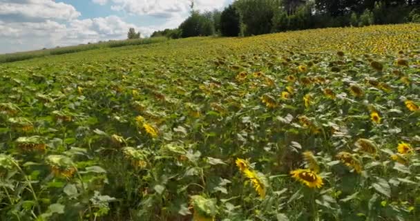 Survoler le champ de tournesols. Vue aérienne des tournesols en été par temps ensoleillé. Huile de tournesol. Ciel bleu. Feuilles vertes et fleurs jaunes. Des graines. Images de drone 4K 