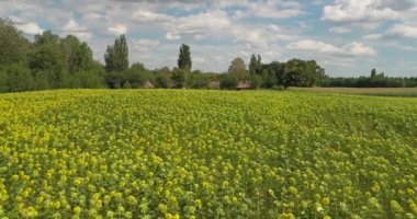 Ayçiçeği tarlası üzerinde uçan. Havadan görünümü ayçiçeği yazın güneşli havalarda. Ayçiçek yağı. Mavi gökyüzü. Yeşil yaprakları ve sarı çiçekler. Tohumları. 4 k dron görüntüleri