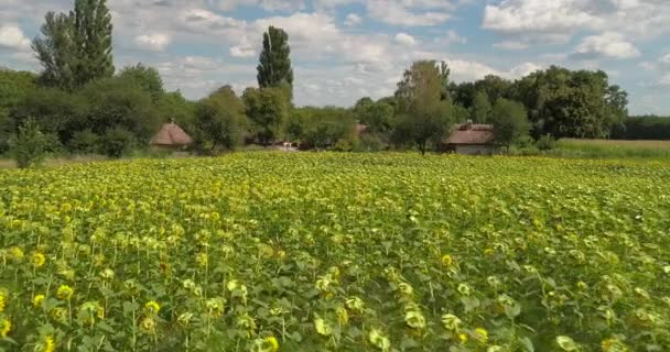 Flygande Över Fältet Solrosor Flygfoto Solrosor Sommar Soligt Väder Solrosolja — Stockvideo