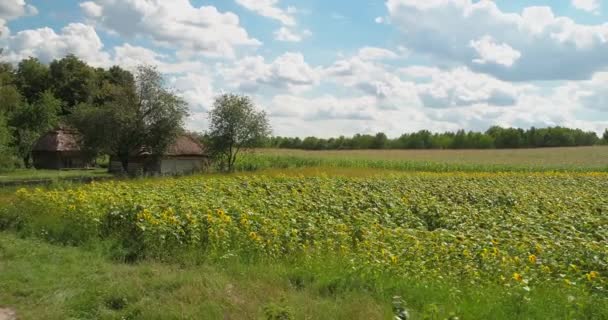 Sorvolando Campo Dei Girasoli Vista Aerea Dei Girasoli Estate Con — Video Stock