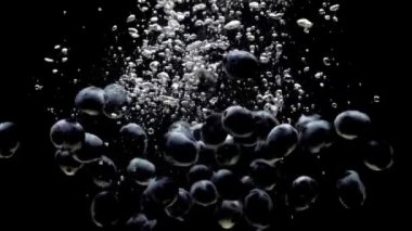 Mavi üzüm siyah arka plan üzerinde şeffaf su düşüyor. Akvaryumda sıçrayan taze meyveler ve meyveler. Organik meyve, sağlıklı yiyecekler, diyet, hava kabarcıkları. Yavaş Çekim. Close.