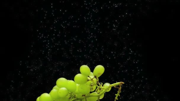 緑のブドウの枝は 黒い背景に透明な水の下に横たわっています 水族館で新鮮な果物やベリーを落とす オーガニックベリー 健康食品 ダイエット スローモーション クローズ アップ — ストック動画