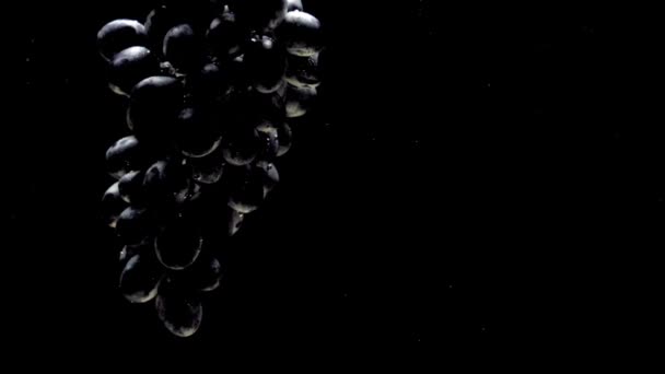 黒い背景に透明な水の下に浮かぶ青ブドウの枝 水族館で新鮮な果物やベリーを落とす オーガニックベリー 健康食品 ダイエット スローモーション クローズ アップ — ストック動画