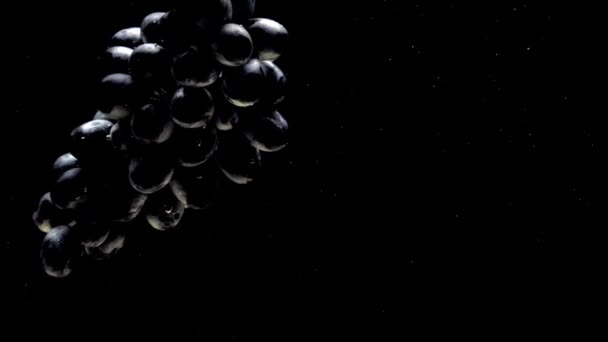 在黑色背景上漂浮在透明水下的蓝色葡萄的分支 在水族馆里掉落新鲜水果和浆果 有机浆果 健康食品 慢动作 — 图库视频影像