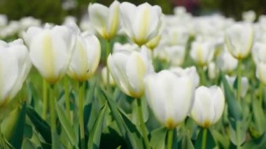 Dekoratif beyaz laleler şehir sokak ve insanların arka plan karşı rüzgarda çırpınan. Canlı doğal renklere sahip çiçekler bahar bahçesinde çiçek açıyor. Yakından kapatın. 4k görüntü.