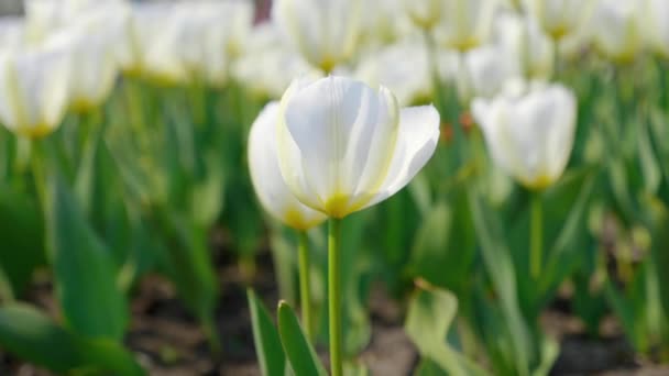 装饰性的白色郁金香在美丽的背景上迎风飘扬 春天的花园里盛开着鲜艳的自然色彩的花朵 特写4K — 图库视频影像