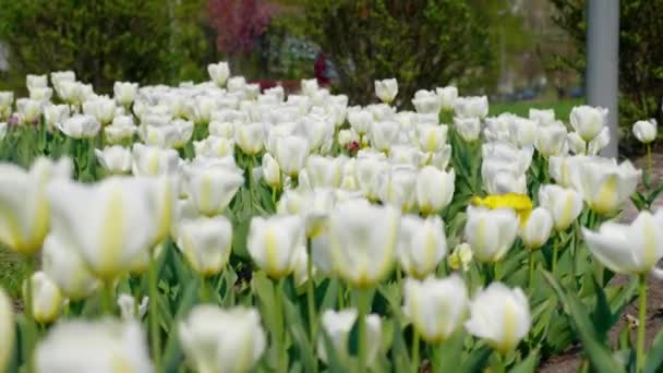 Tulipas Brancas Decorativas Agitando Vento Contra Fundo Rua Cidade Pessoas — Vídeo de Stock