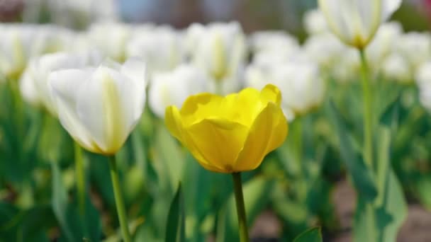装饰黄白相间的郁金香在美丽的背景上迎风飘扬 春天的花园里盛开着鲜艳的自然色彩的花朵 特写4K — 图库视频影像