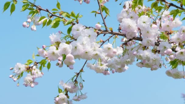 Árbol Blanco Sakura Revoloteando Viento Contra Cielo Azul Las Flores — Vídeo de stock