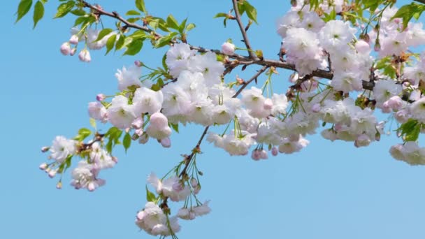 Bílý sakurský strom se třepetal ve větru proti modrému nebi. Květy s pulzující přírodní barvou kvetou v zahradě na krásném pozadí. Zavři to. 4k záběr.