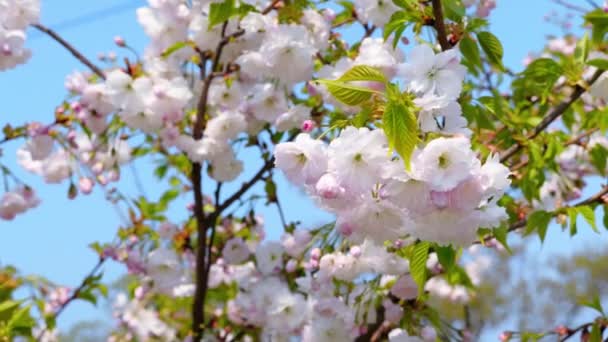 Árbol Blanco Sakura Revoloteando Viento Contra Cielo Azul Las Flores — Vídeo de stock