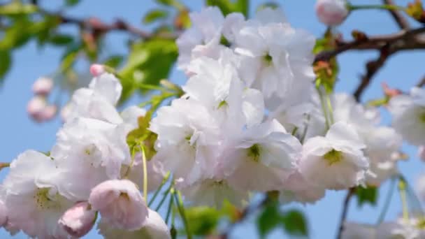 Árbol Blanco Sakura Revoloteando Viento Contra Cielo Azul Las Flores — Vídeo de stock