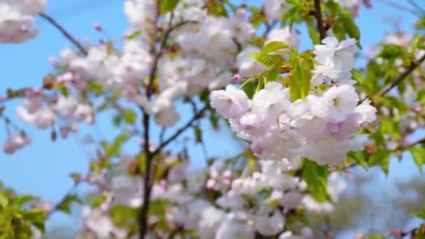 青空に向かう風に揺れる白い桜の木 鮮やかな自然の色の花は 美しい背景に庭に咲いています クローズアップ 4Kフッテージ — ストック動画