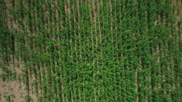 Aerial View Field Unripened Green Licensed Organic Technical Hemp Sunny — Stock Video