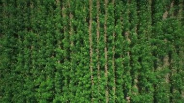 Güneşli bir günde olgunlaşmamış yeşil lisanslı organik teknik kenevir bir alanın havadan görünümü. Dikey izleme çekimi. Weed sürdürülebilir bir metadır. Endüstriyel esrar. 4k drone görüntüleri.