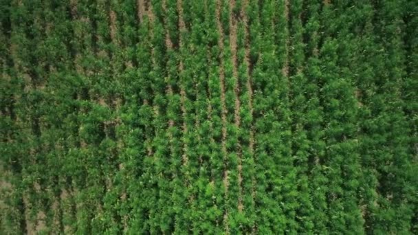 Letecký Pohled Pole Nezrající Zeleně Licencované Organické Přírodní Konopí Době — Stock video